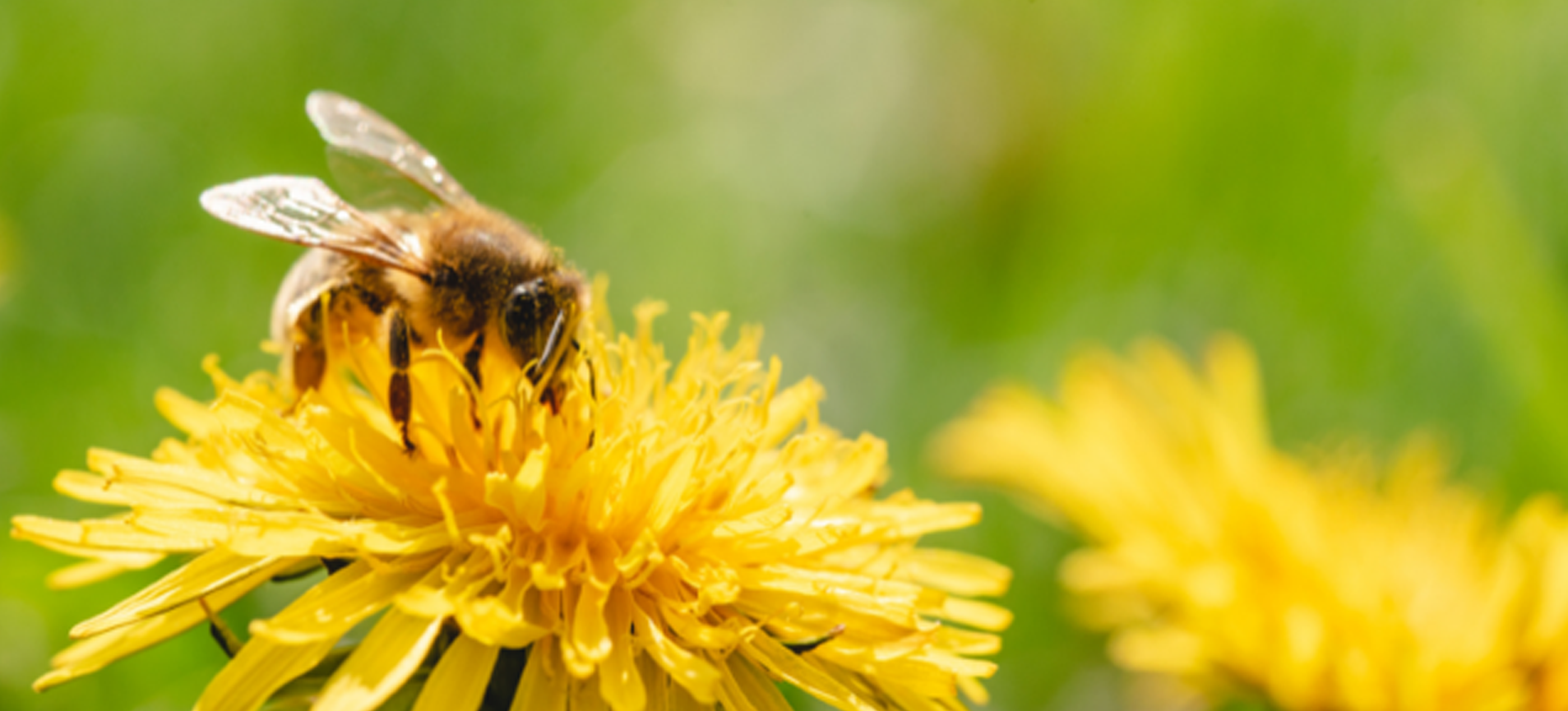 How do bees make honey